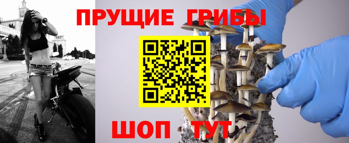 Галлюциногенные грибы GOLDEN TEACHER  купить наркотик  Кызыл  Галлюциногенные грибы Psilocybe  Вход с VPN 